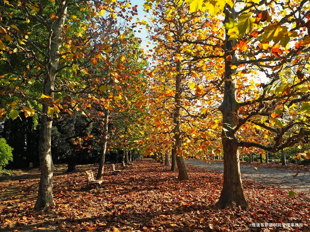 プラタナスの並木 (出典：環境省[https://www.env.go.jp/garden/shinjukugyoen/5_album/autumn/index.html])